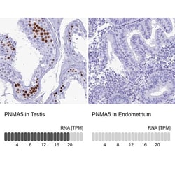 PNMA5 Antibody, Novus Biologicals 25ul | Buy Online | Novus Biologicals | Fisher Scientific